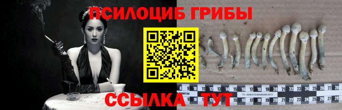 Галлюциногенные грибы Psilocybe Новокубанск